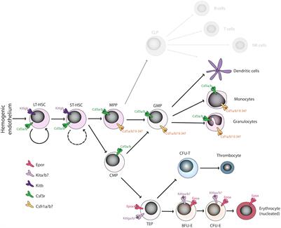 Hematopoietic Cytokine Gene Duplication in Zebrafish Erythroid and Myeloid Lineages